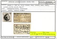 Karteikarte zum Holotyp von Robulina pseudo-calcarata Stache, 1864